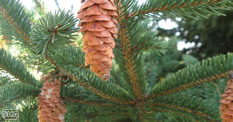 Put some wonder in your winter by planting a white spruce | Iowa DNR